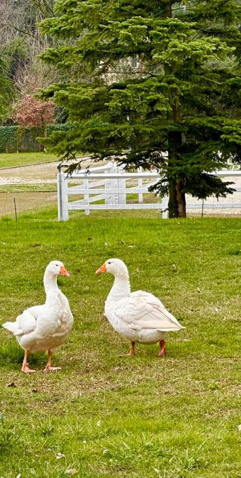 Agriturismo Il Boschetto Ornago Kültér fotó
